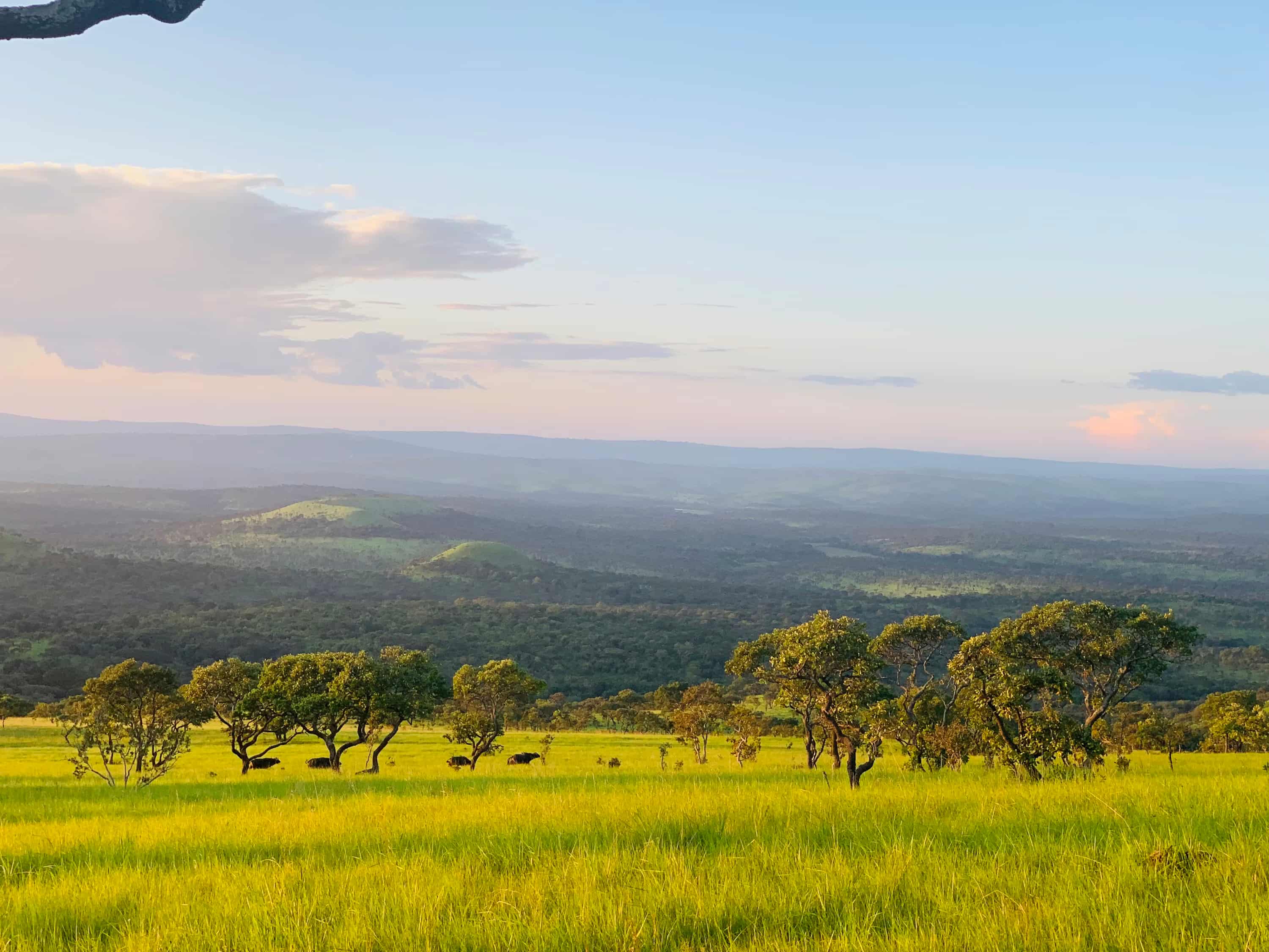 a grassy field with trees and mountains in the background