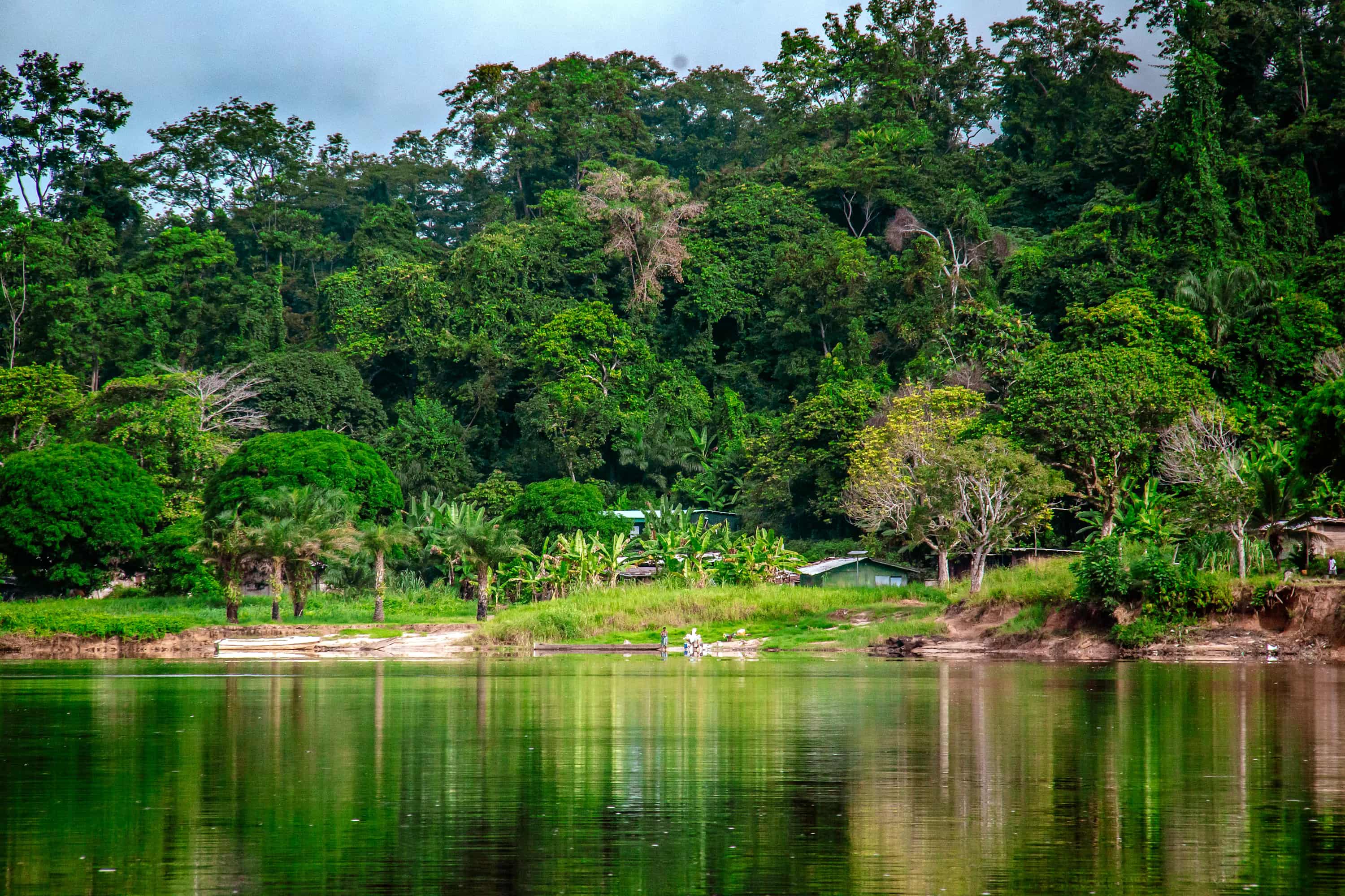 a body of water surrounded by lush green trees