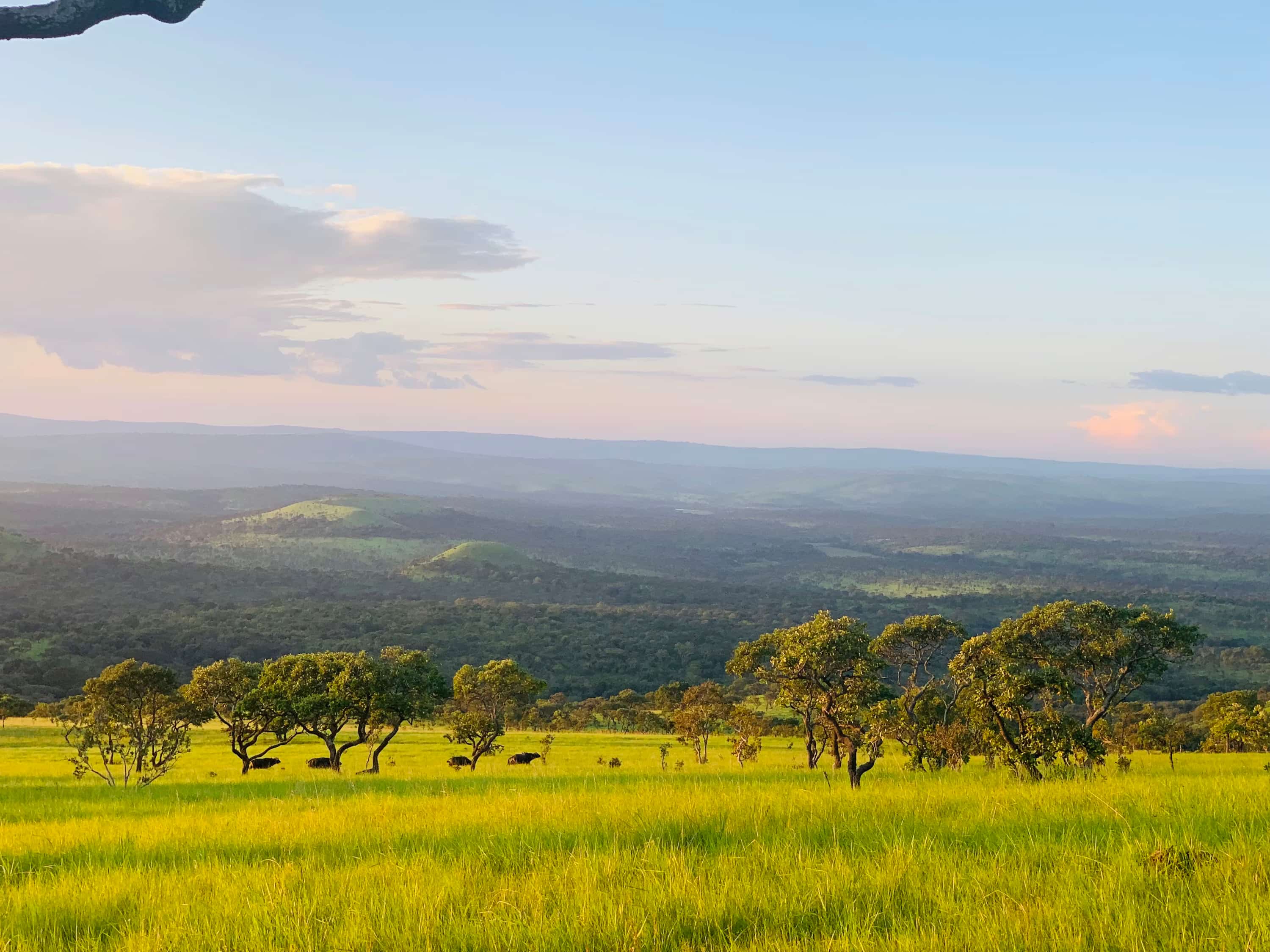 a grassy field with trees and mountains in the background