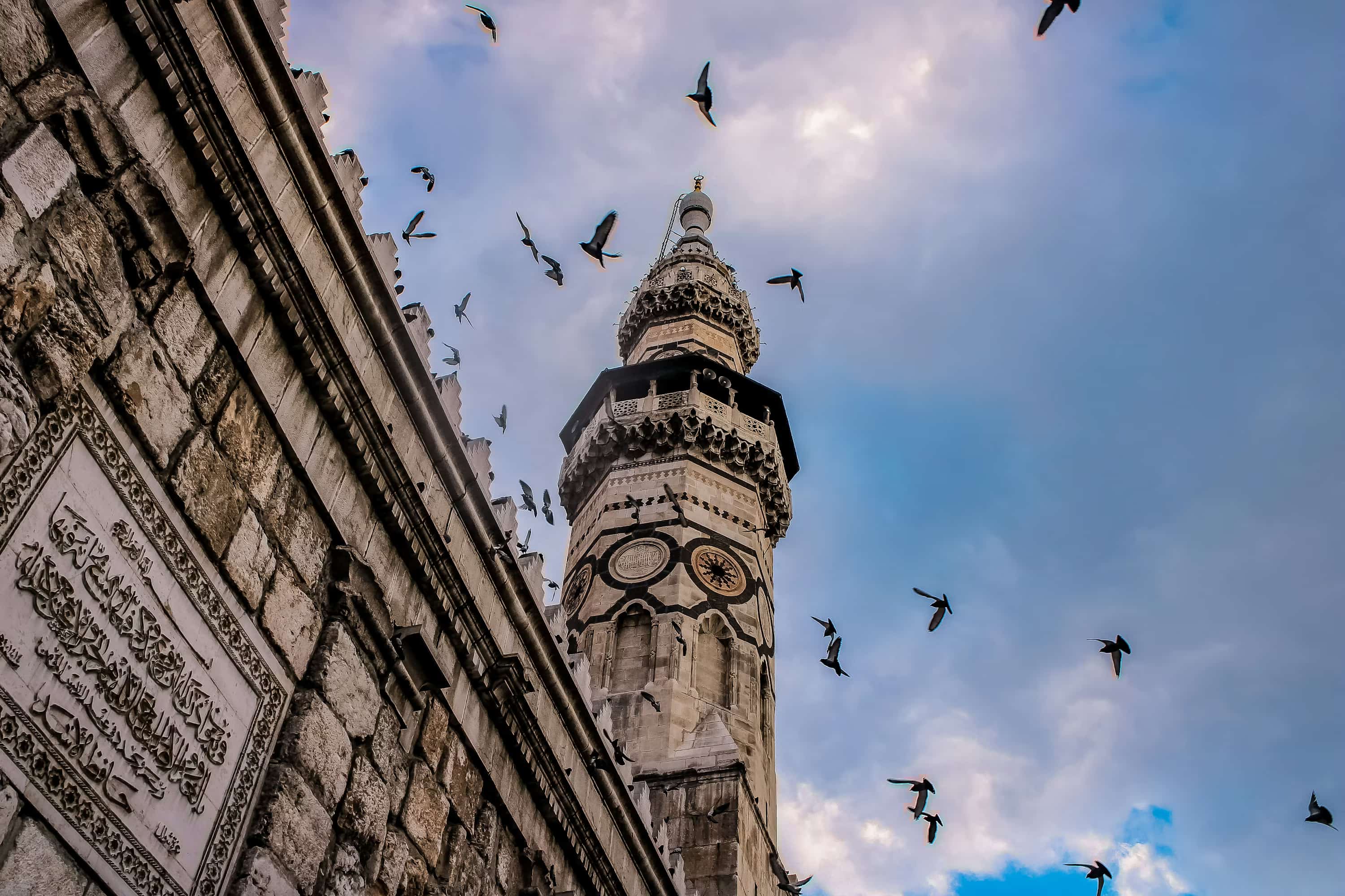 low angle photography of flock of birds flying over the building during daytime